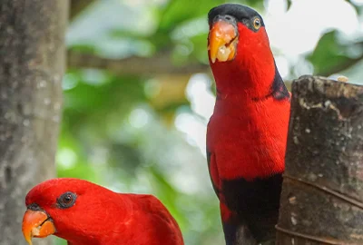 Bali Zoo